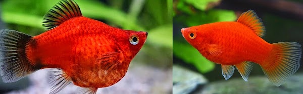 Apa Ciri-Ciri Kelompok Pisces dan Sebutkan Contoh & Pengelompokannya Apa Ciri-Ciri Kelompok Pisces dan Sebutkan Contoh & Pengelompokannya