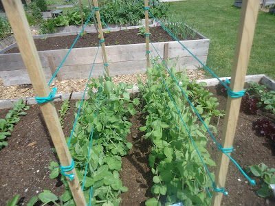 May in the Ladner Community Garden