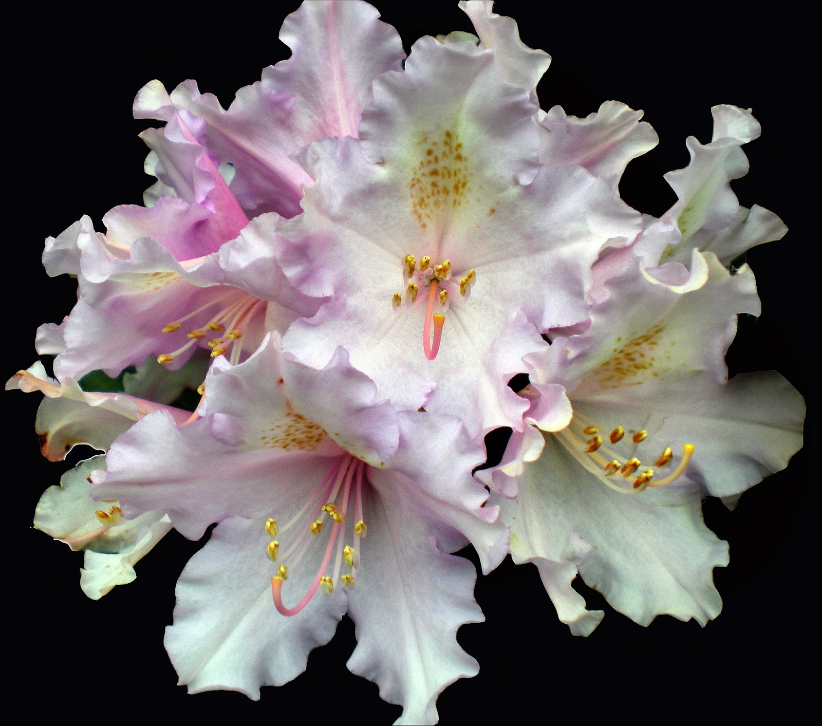 Plymouth Daily Photo The flowers that bloom in the Spring tra la.