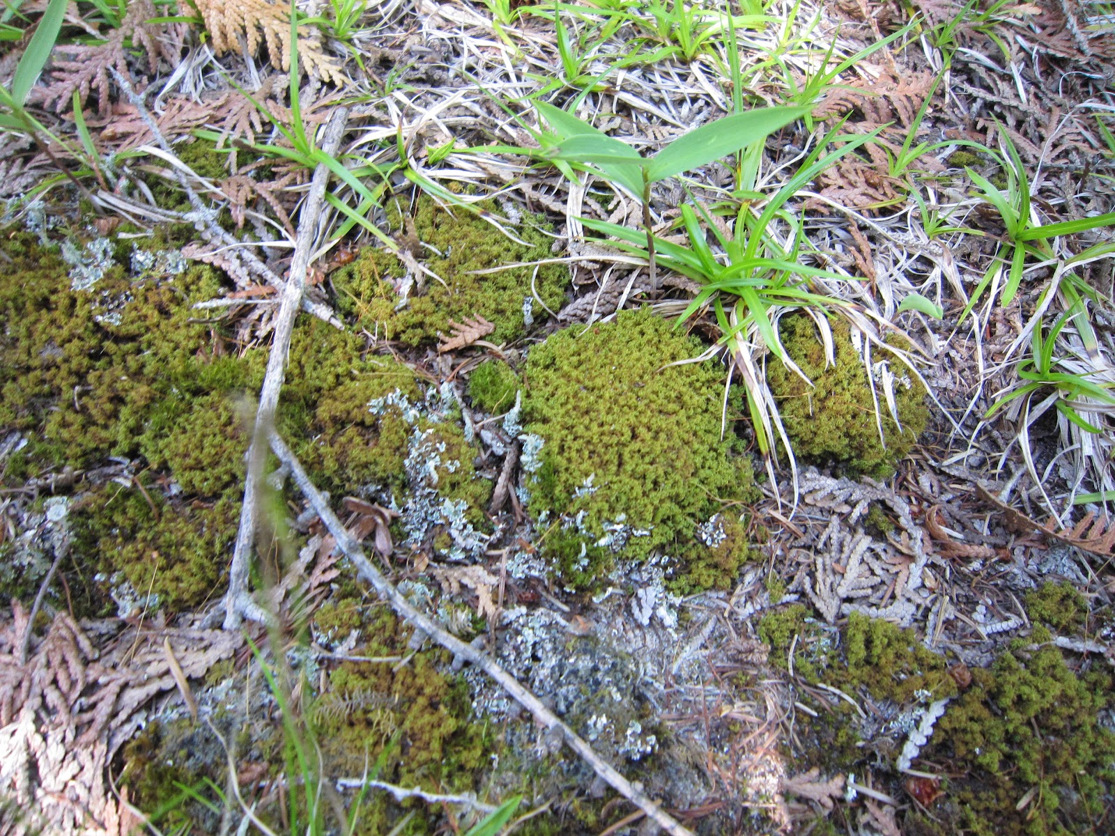 Amy Brown Science Mosses, Mosses, Mosses!