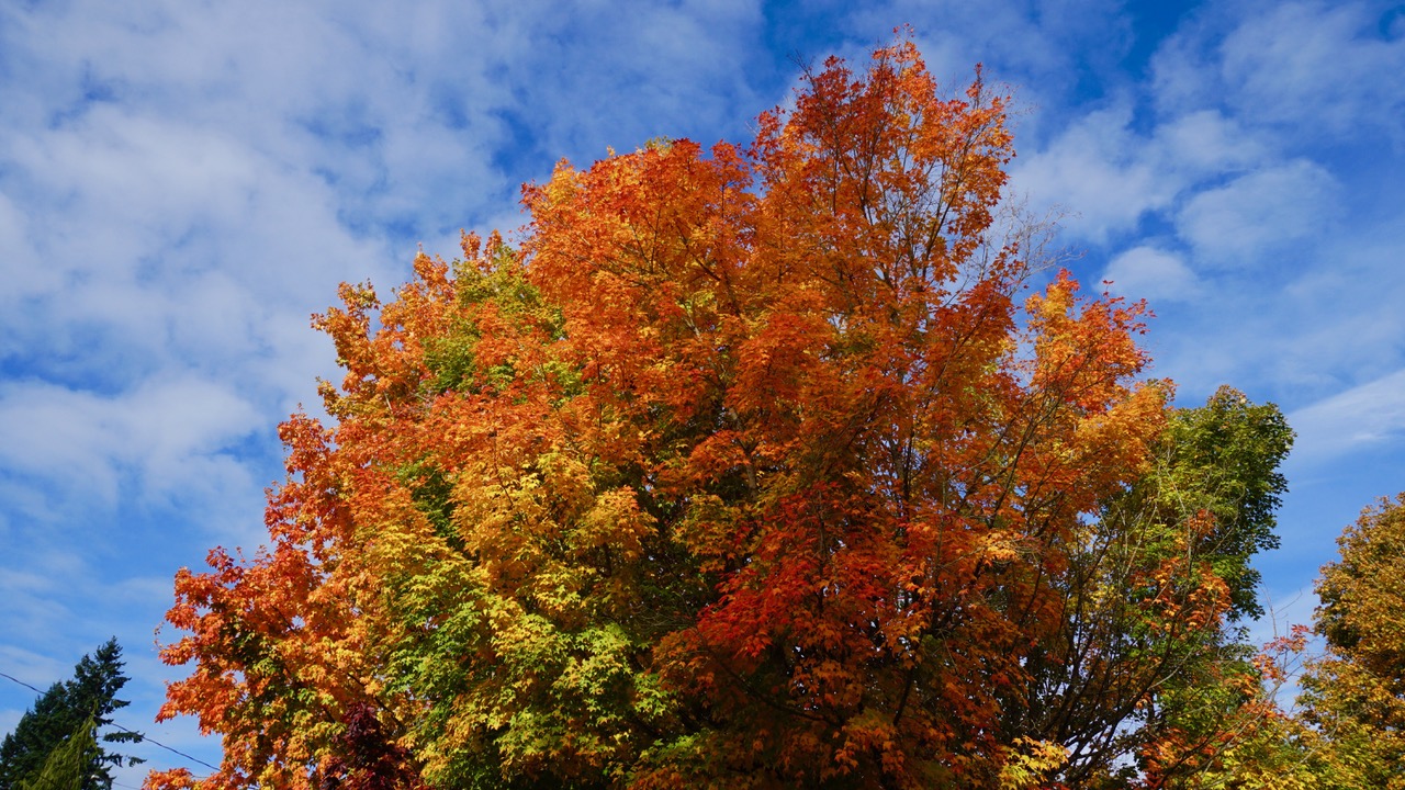 Shoreline Area News Photos Prettiest trees