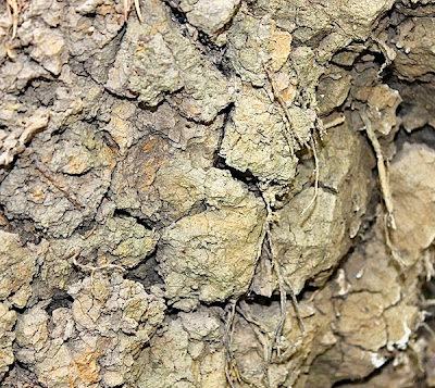 a dried out dug out lump of Foggathorpe clay