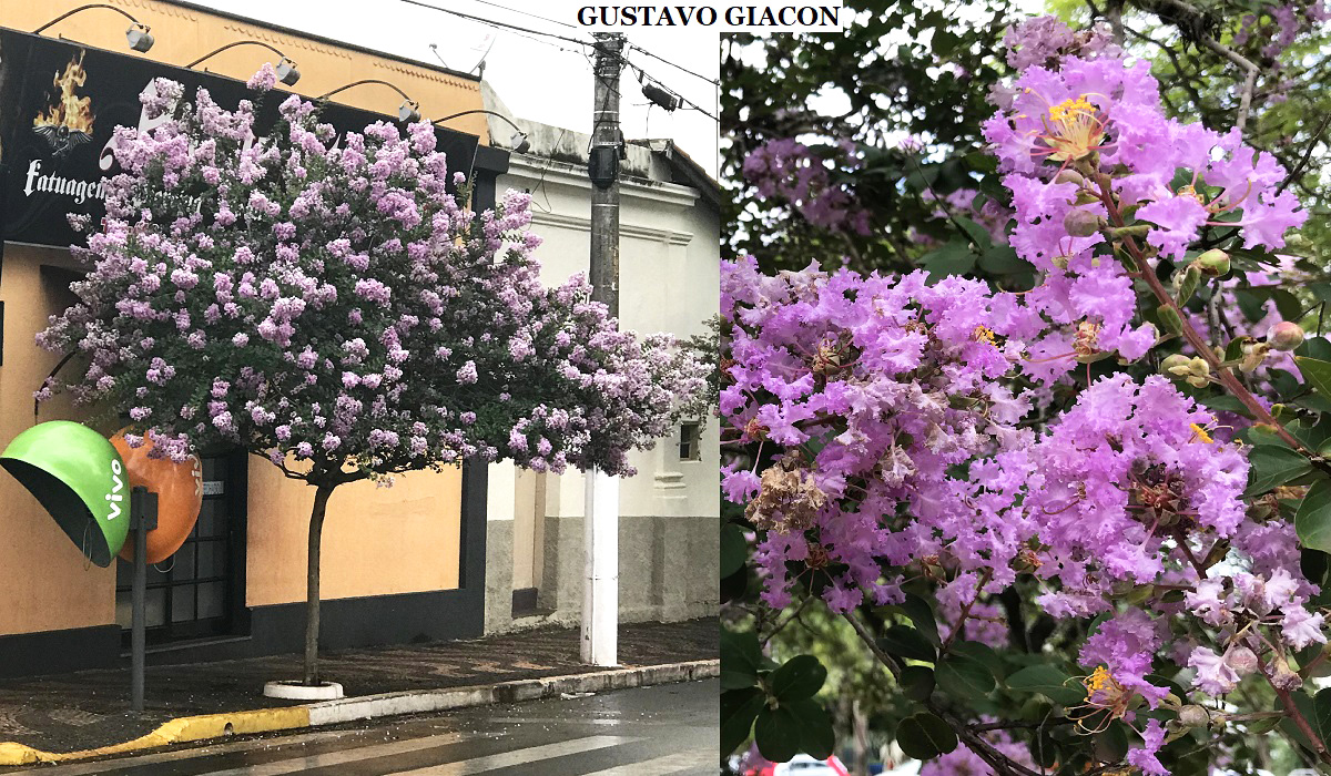 Viveiro Ciprest - Plantas Nativas e Exóticas: Resedá Lilás ou Roxo ...