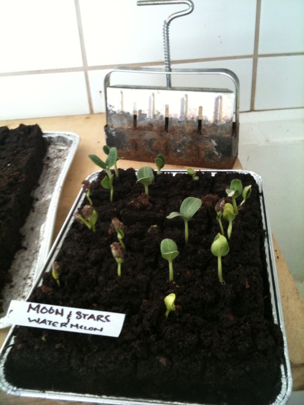 Back Bay Botanicals Installation of Plastic Mulch & Painting!