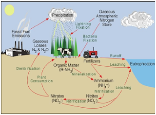 Kereta-Sains: Siklus Nitrogen