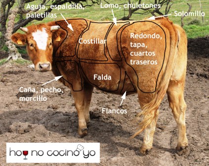 Resultado de imagen para anatomia del bovino