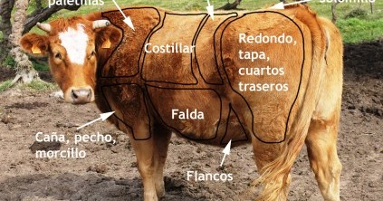 Hoy no cocino yo: Anatomía de la ternera