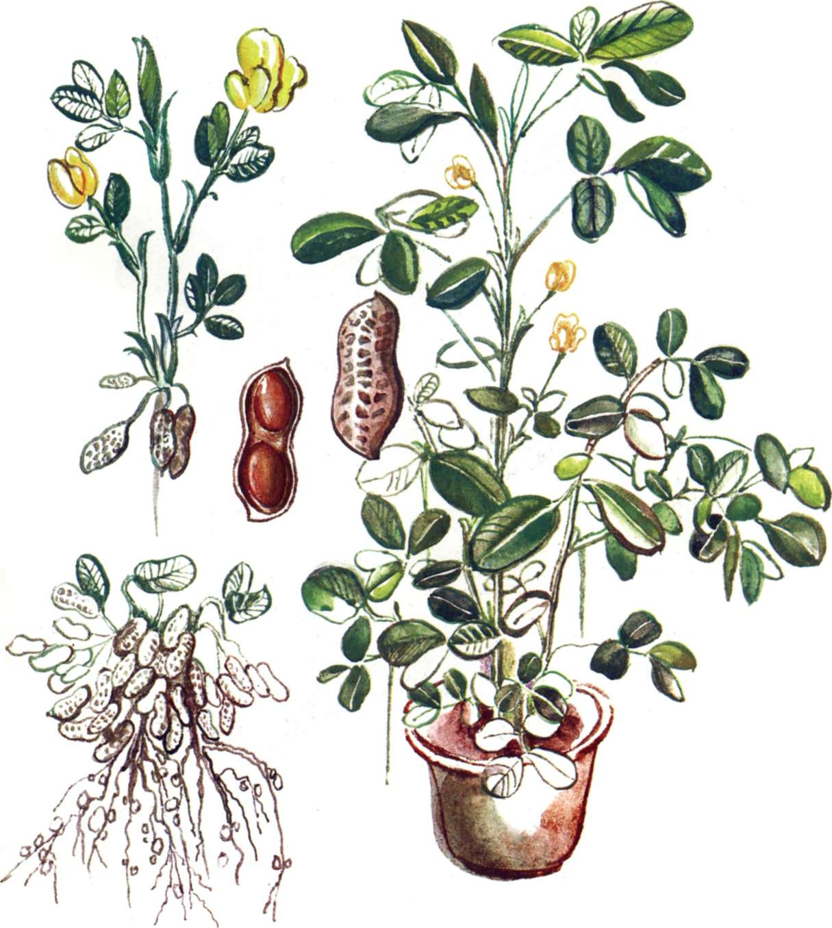 Арахис выращивание дома на подоконнике