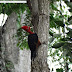 Pica-pau-de-barriga-vermelha é fotografado na Floresta Nacional de Carajás, no Pará
