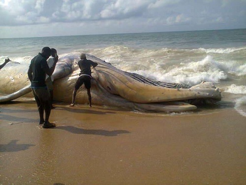 A Baby Whale Found Dead At Alpha Beach In Lagos 