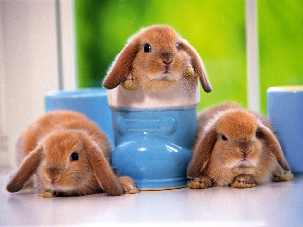 Cute Rabbits Wallpapers