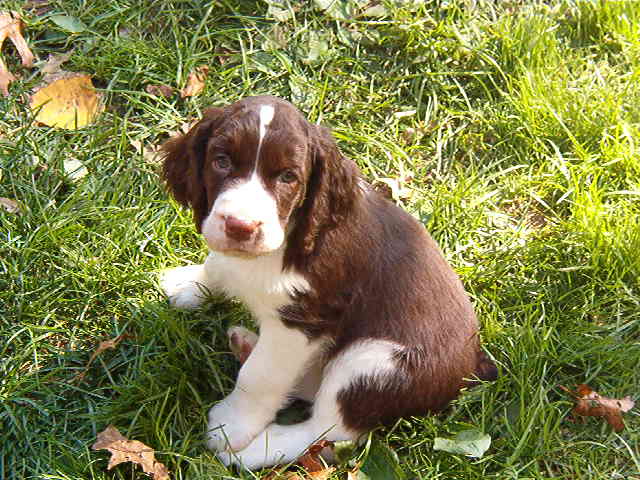 Three cute English Springer spaniel puppies- two male and one female