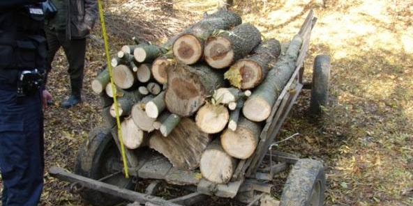Cercetaţi penal pentru furt de lemne