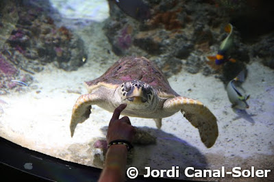 Tortuga en el Acuario de Génova