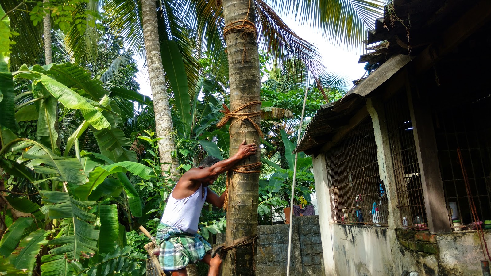 jayantiblogshere: Unusual Occupations - The Toddy Tapper jayantiblogshere: Unusual Occupations - The Toddy Tapper