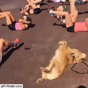 Funny animal gifs - part 257, funny gif, cute gif, best of animal gifs