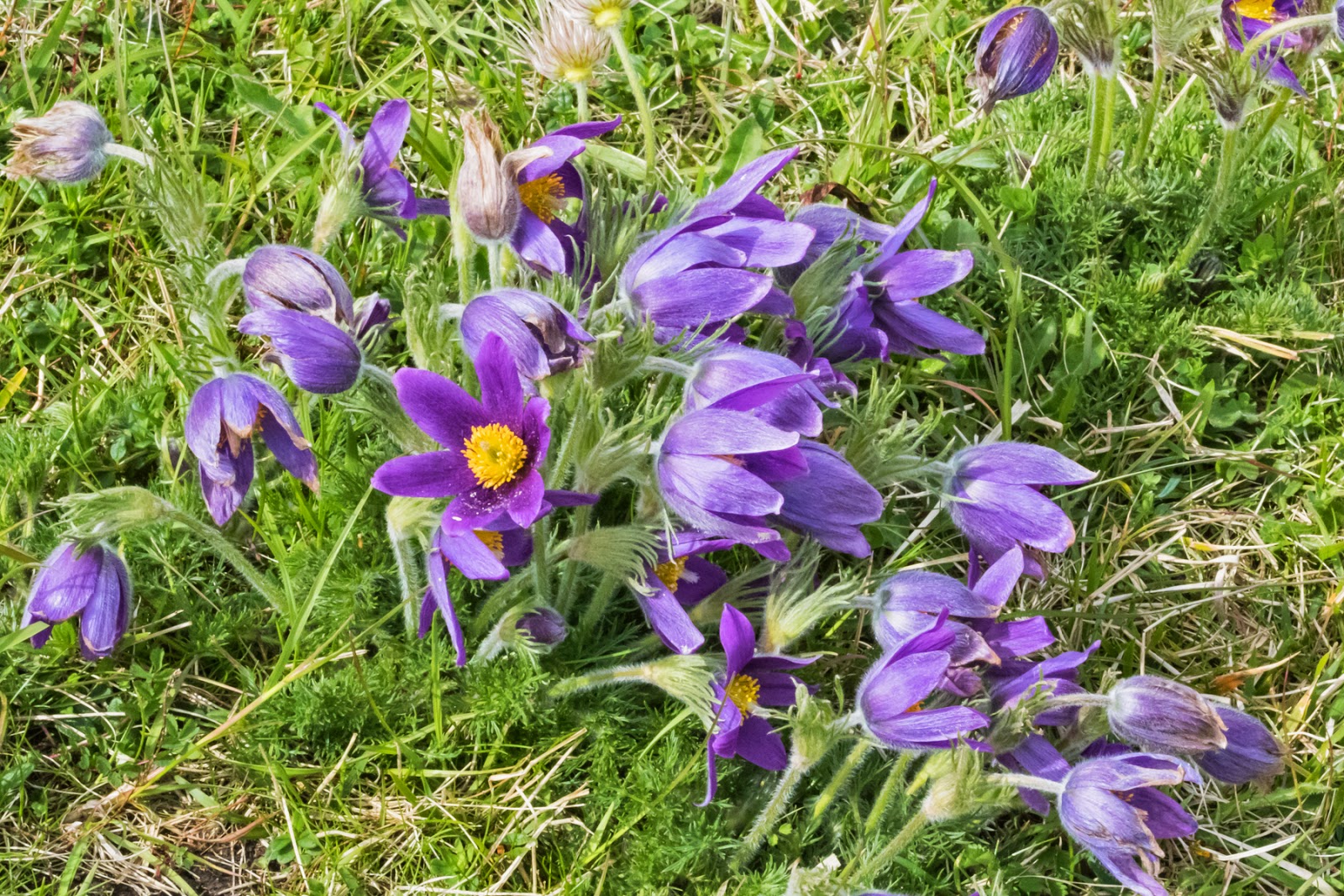 PETER'S PORTFOLIO..............Bird & Wildlife Photography Pasque Flowers