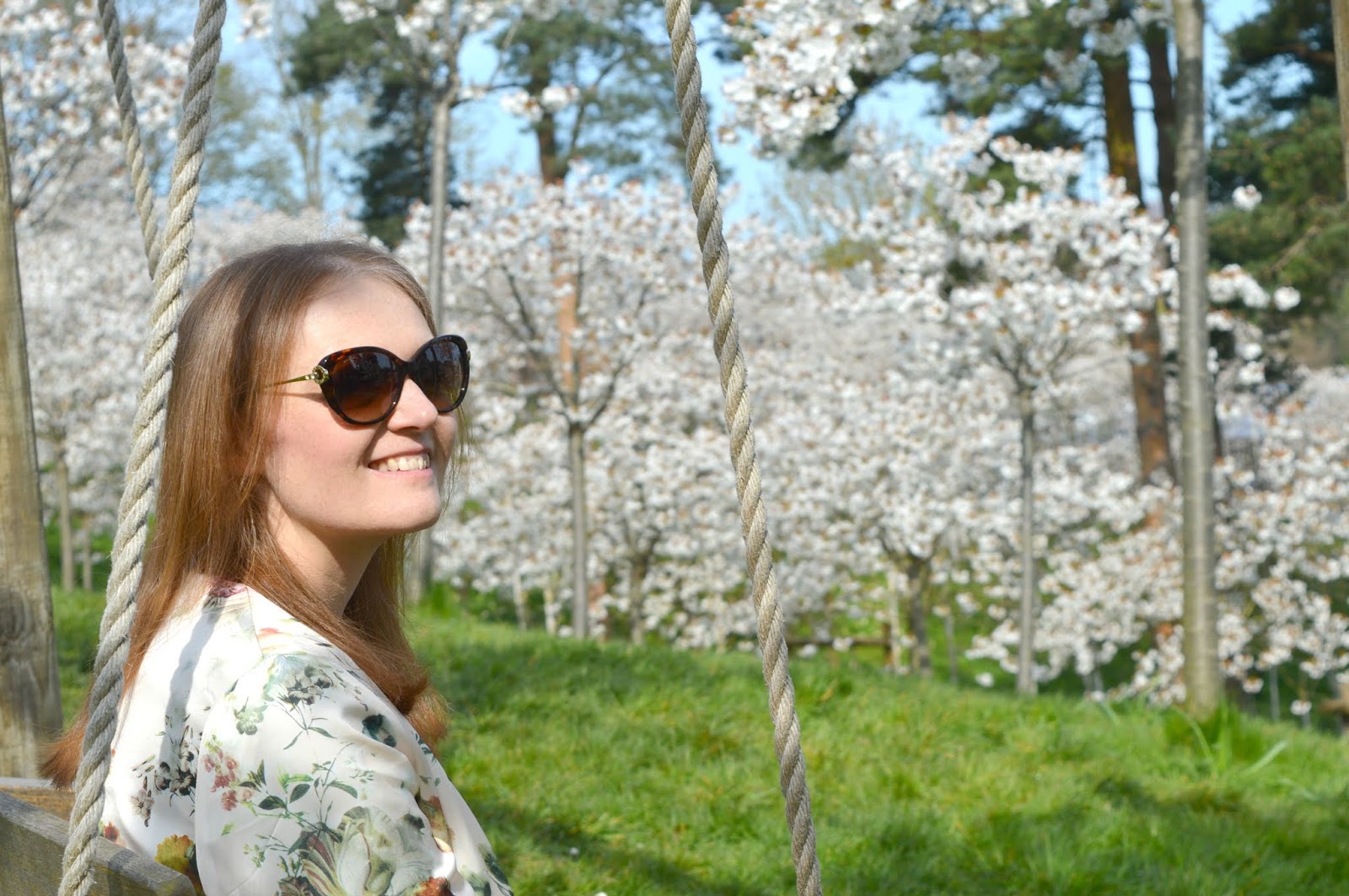 Cherry Blossoms Orchard Alnwick Garden 