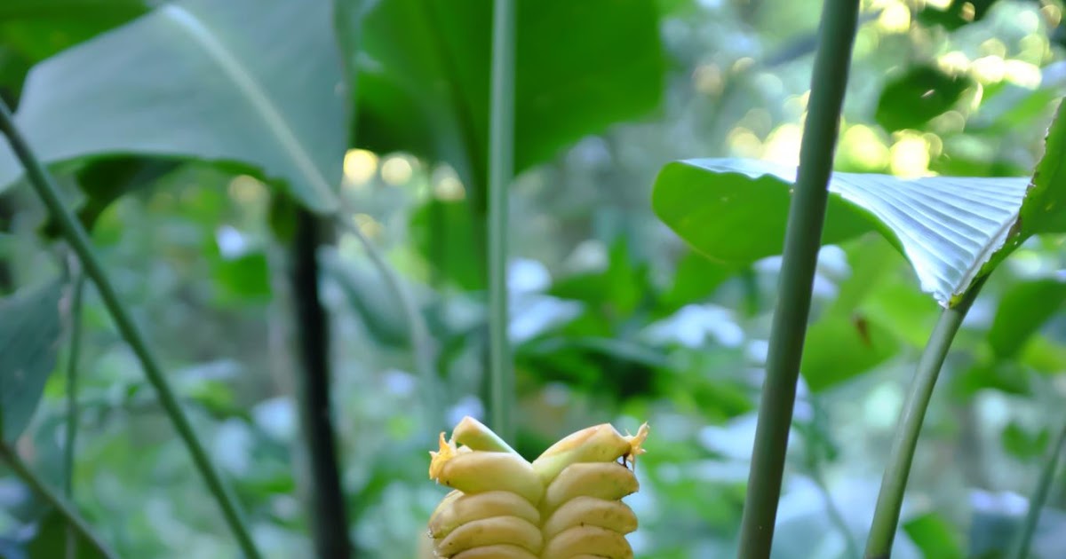 Calathea Crotalifera – Rattlesnake Plant