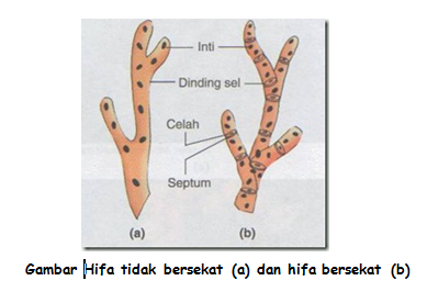 Struktur Dan Fungsi Tubuh Jamur Belajar Biologi