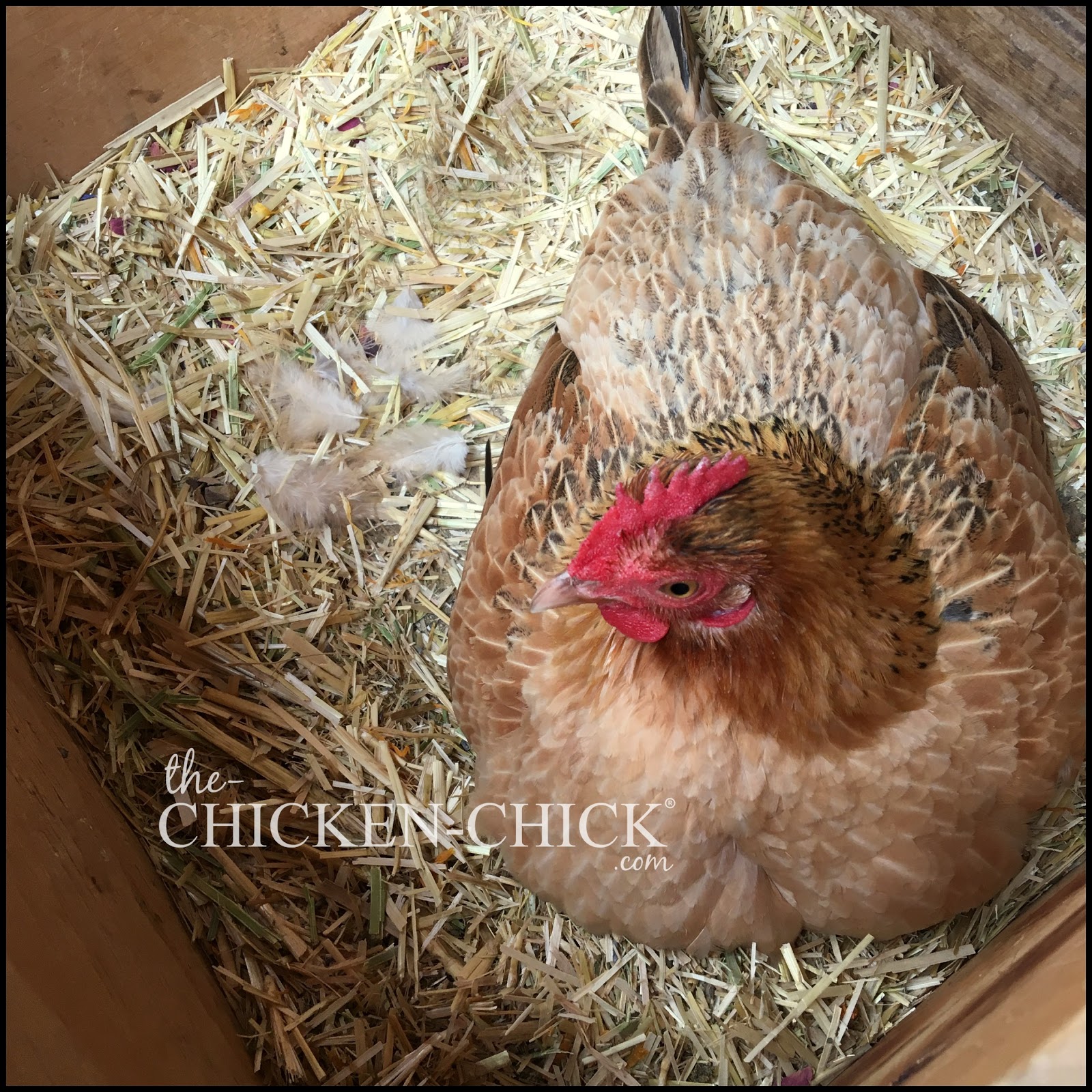 The Chicken Chick® Caring for Broody Hens in Extreme Cold