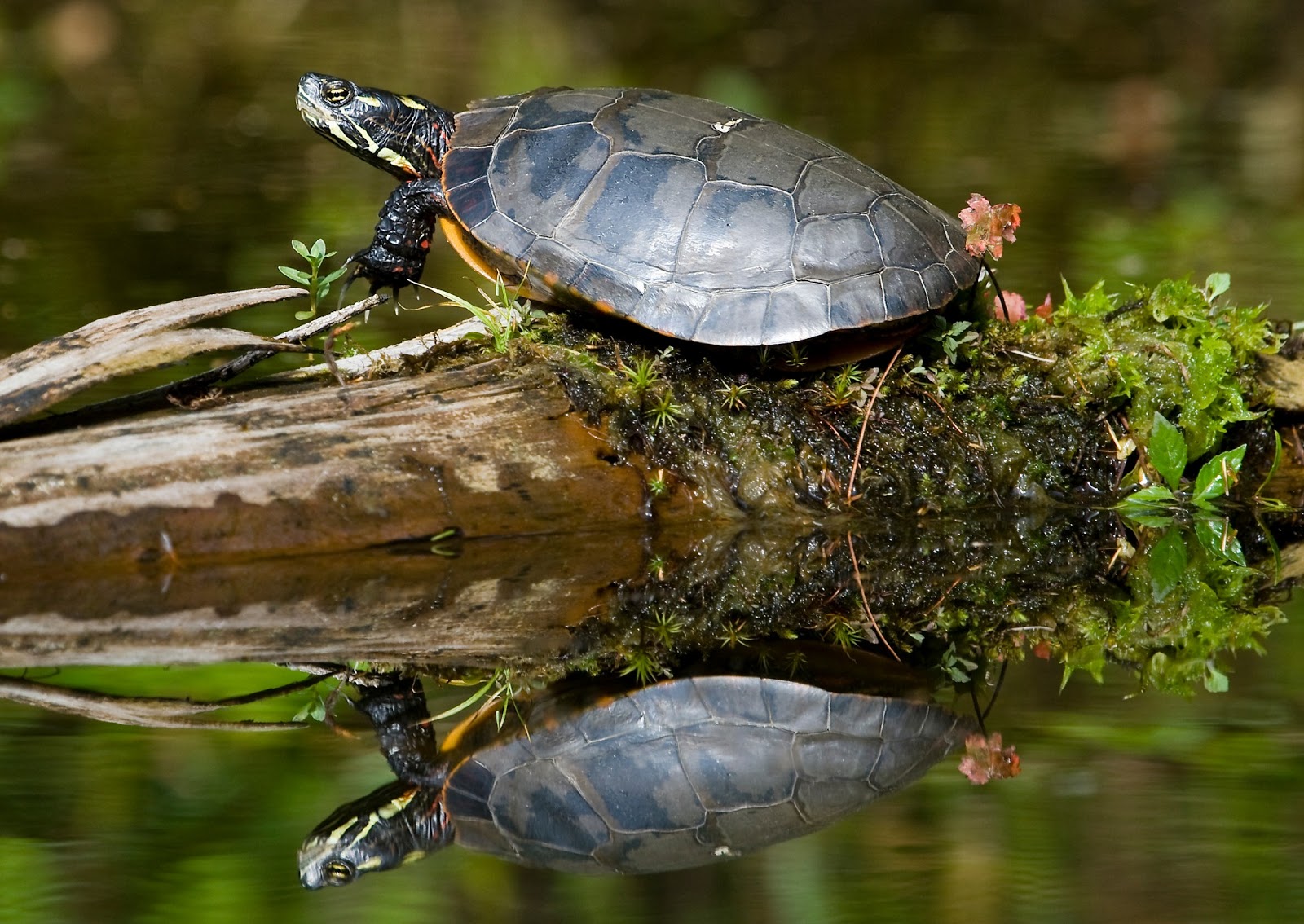 Daniel Berna Photography Painted Turtles