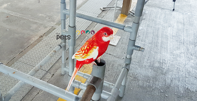 Parrot with beautiful markings