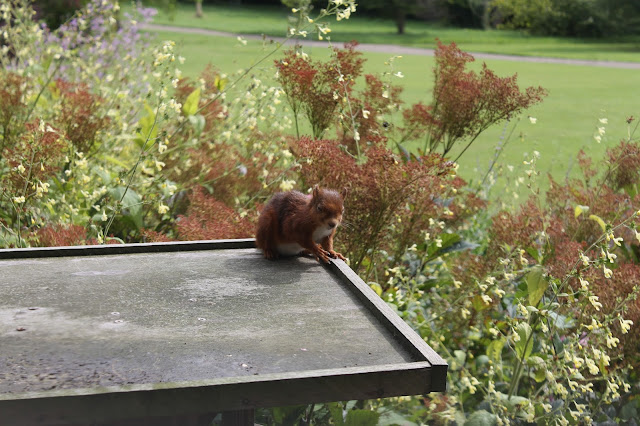 Red squirrel Earl Grey Tea House Howick Hall Gardens Northumberland