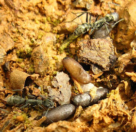 A small nest of Diacamma sp. ant probably of Diacamma rugosum