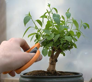 Bonsai Gangster:  Potong Aja, Biar Tebal! Teknik Pemangkasan Untuk Bonsai Kekar
