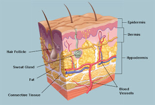 skin.jpg