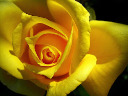 yellow rose close roses flower flowers wallpapers backgrounds golden single