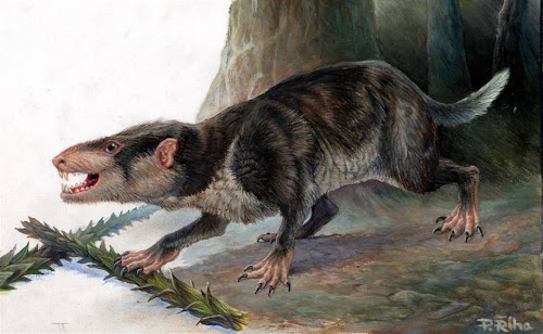 esqueleto de Gobiconodon