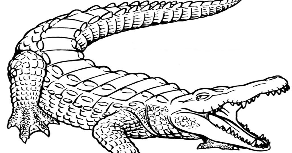 Gambar Sang Kancil Dan Buaya Hitam Putih Untuk Mewarna