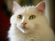 Beautiful White Cute Cat Pictures / Photos / Wallpapers (beautiful white cute cat pictures photos wallpapers )