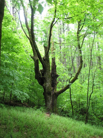 large twisted tree