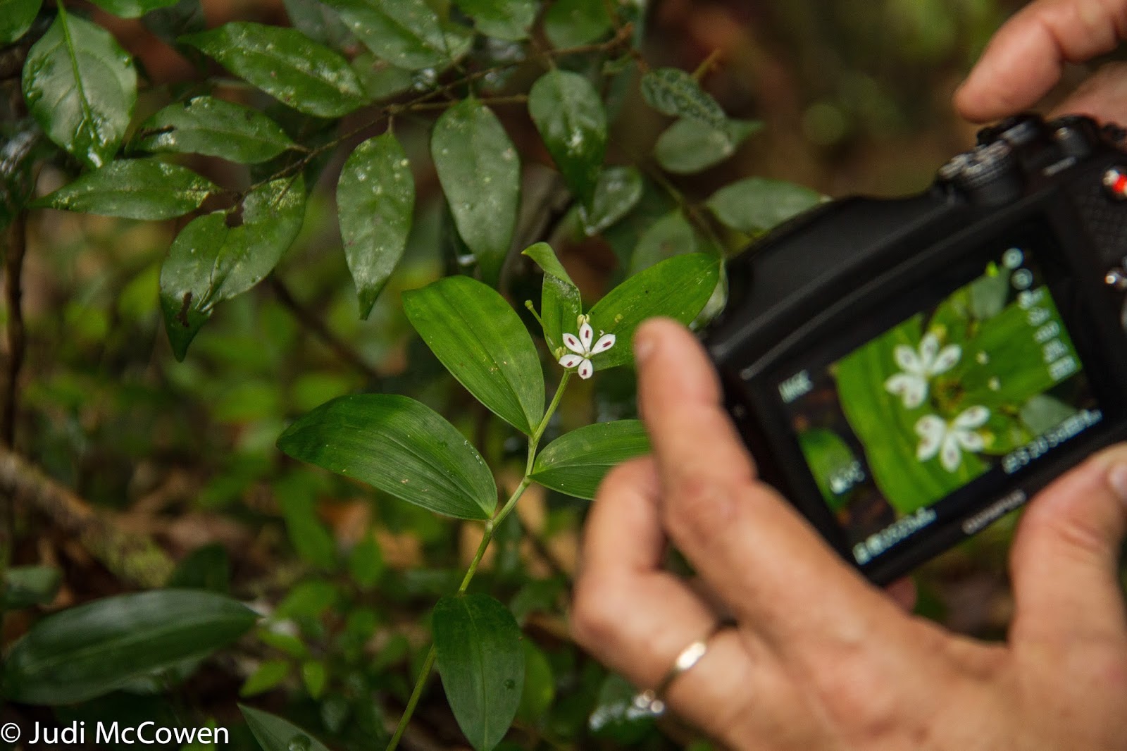 JUstDreamInparadise Walking the Bump Track