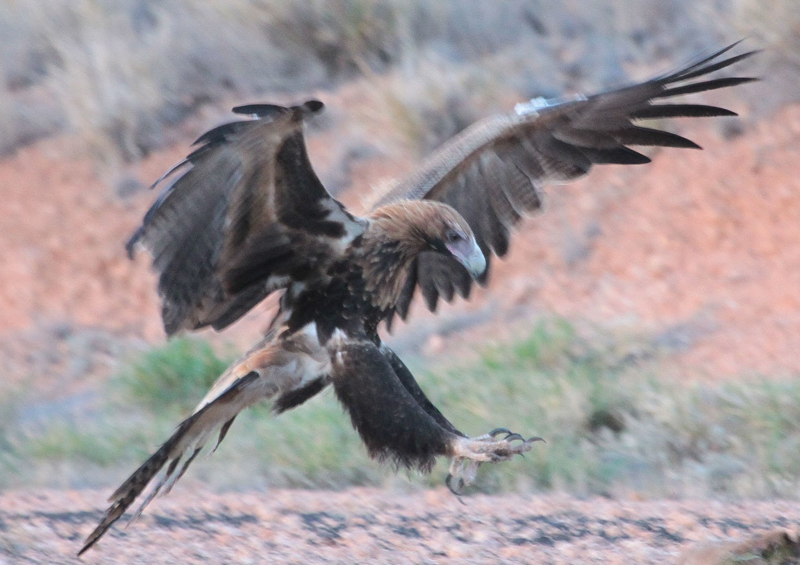 Richard Waring's Birds of Australia A Wedgetailed Eagle in the late
