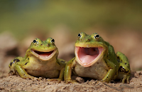 The Frogs say:
