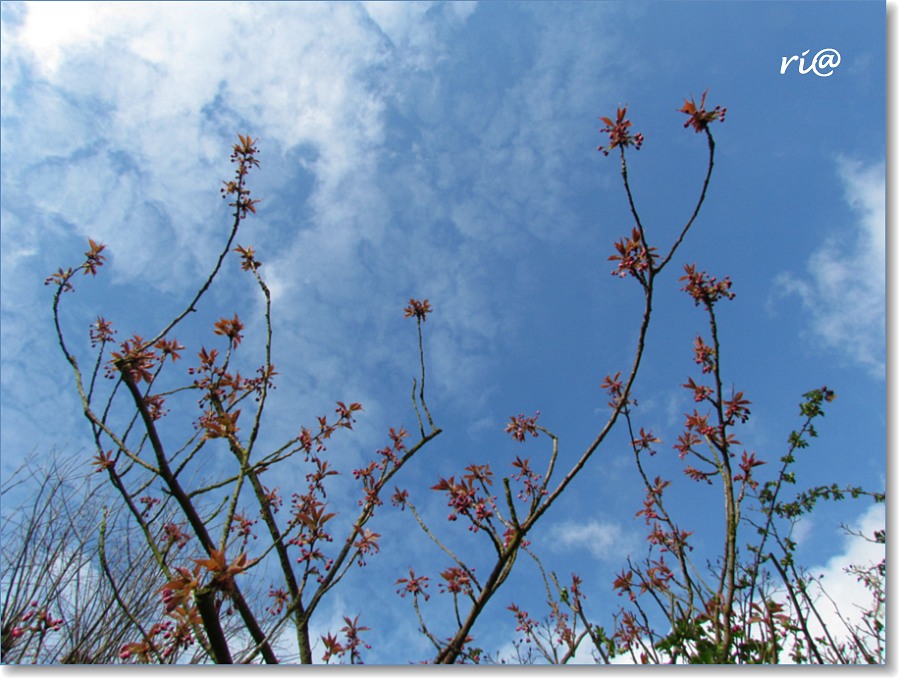 NATUUR mijn PASSIE - NATURE and POETRY: Een nieuwe lente, een nieuw