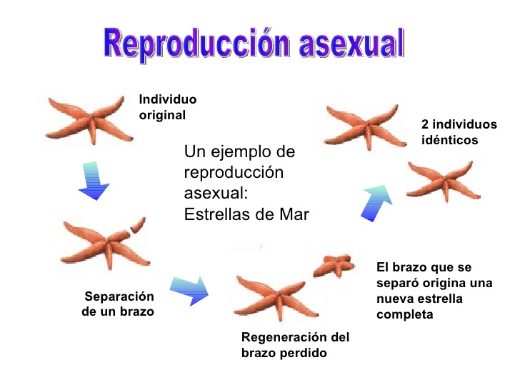 Reproducción Asexual en Animales Reproducción Asexual en Animales