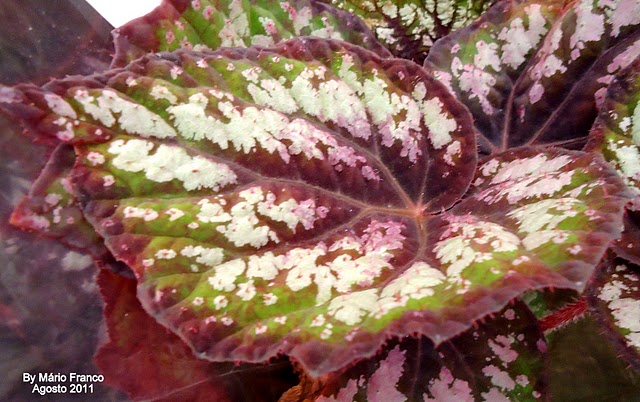 Meu Cantinho Verde: BEGÔNIA-REX - ( Begonia rex hybrid )