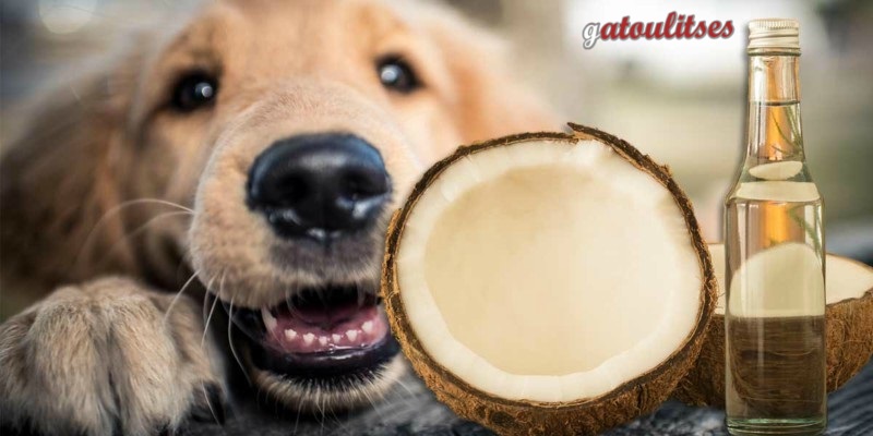 Λάδι καρύδας : Ένα θεραπευτικό έλαιο για τον σκύλο σας! (βίντεο)