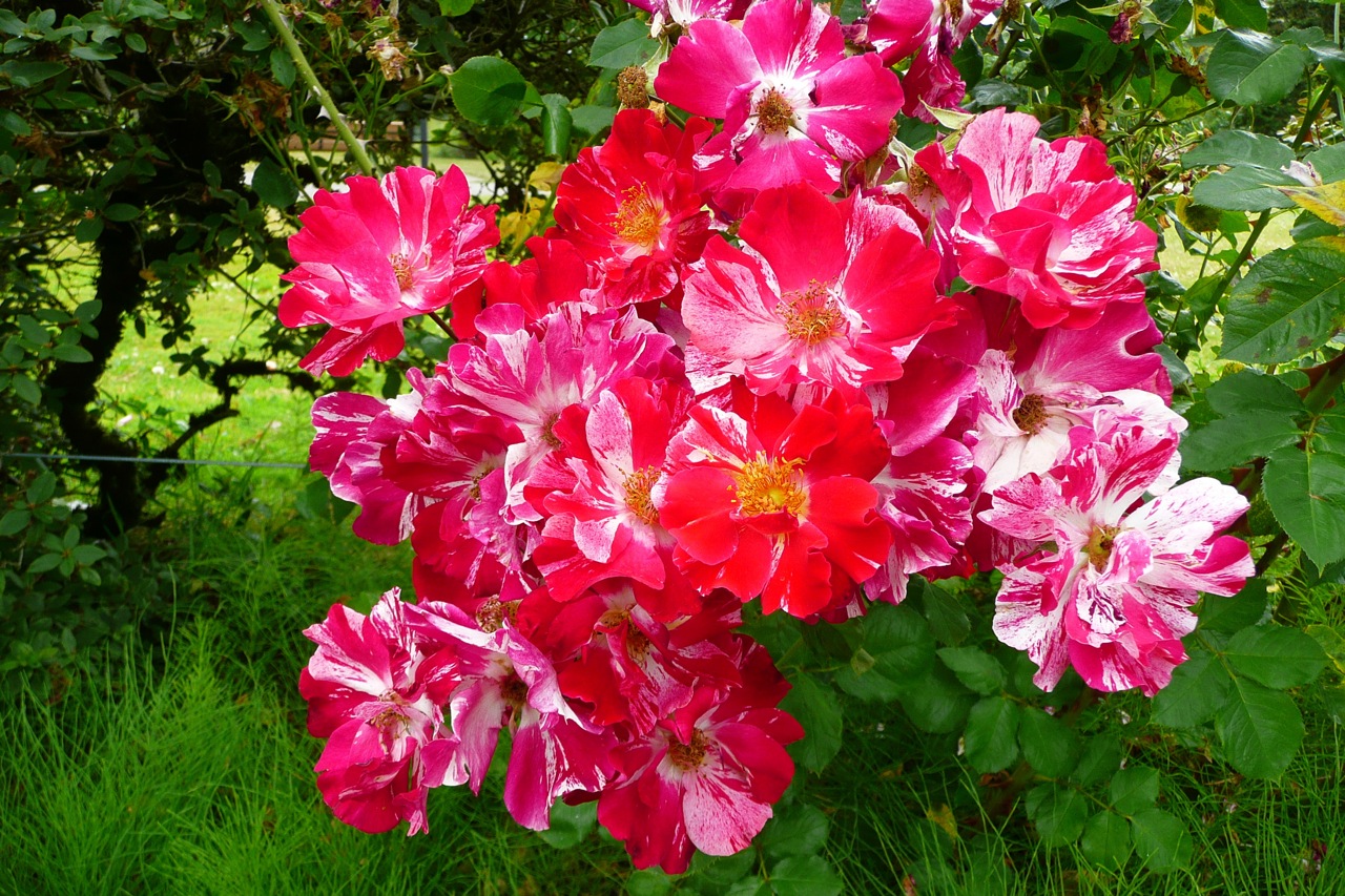 Owen Rose Garden, Fourth of July rose, red roses, roses