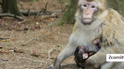 Một quần thể khỉ mặt trắng Capuchin ở Panama đã tiến hóa đế thời kỳ Đồ Đá