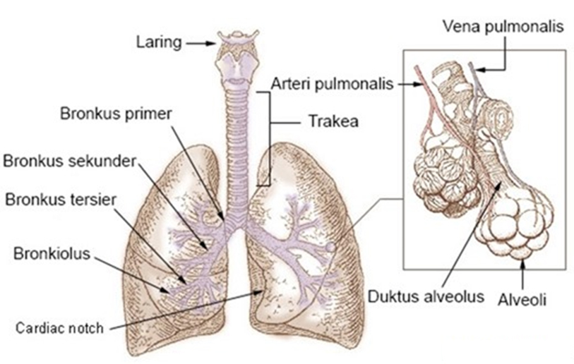 Pengertian dan Anatomi ParuParu Alampun Bertasbih