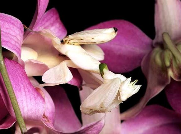 orchid_mantis_hymenopus_coronatus.jpg