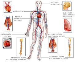 Sistemas Circulatorios