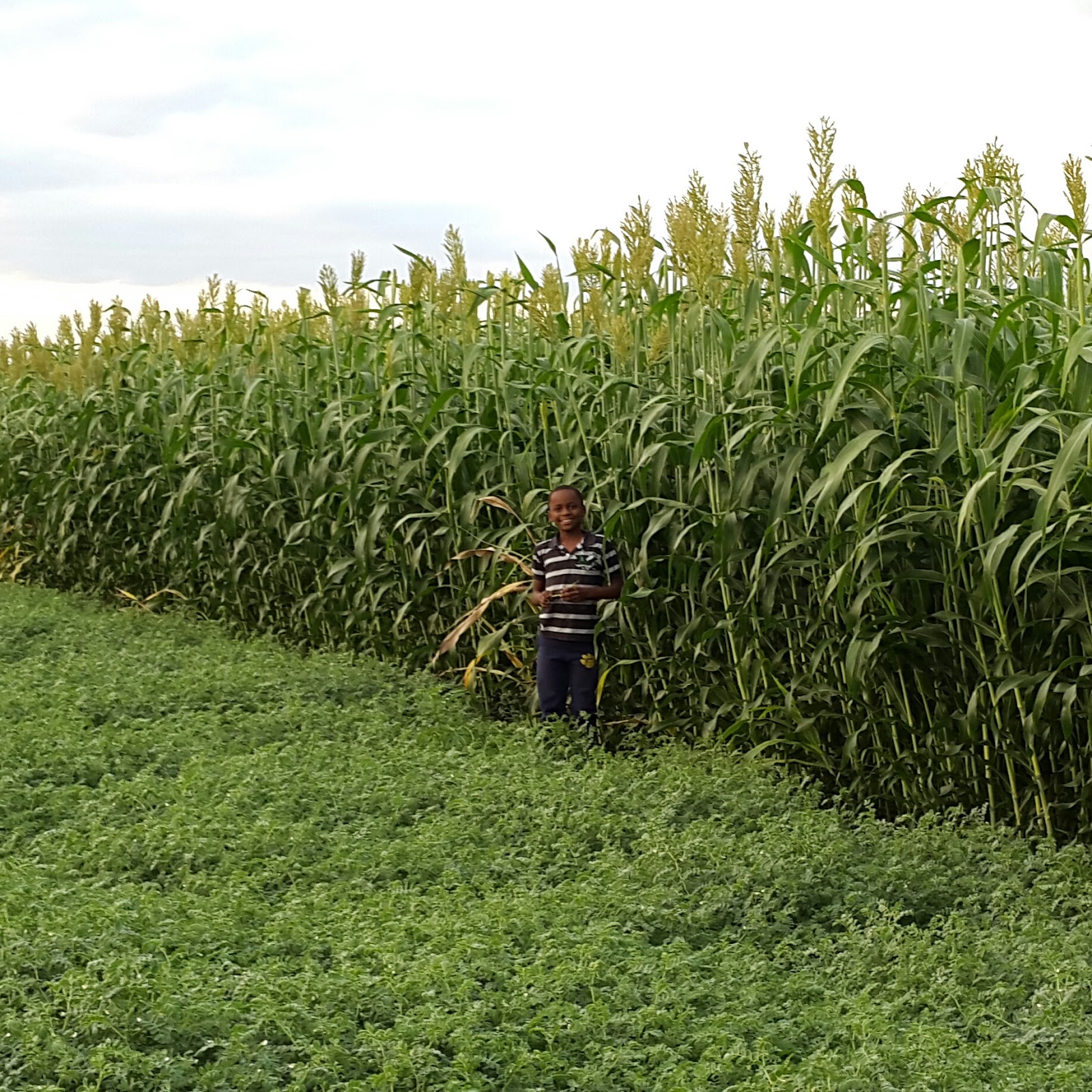 Bardens in Kenya Sweet Forage 85 days After Planting