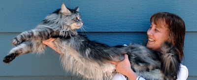 stewie record gato mas largo del mundo